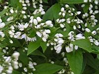 Deutzia gracilis (fam Hydrangeacees) (Japon, Chine) (3) (Photo F. Mrugala)